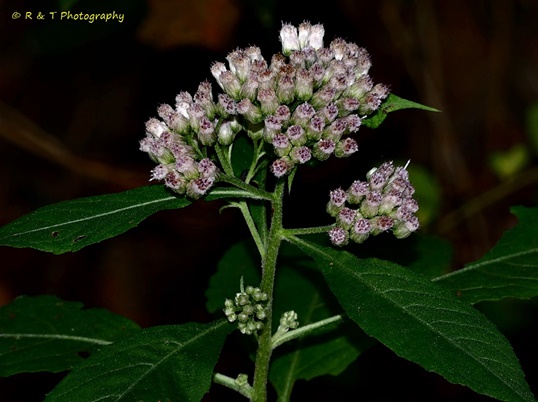 {Pluchea camphorata}